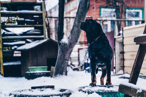 Big black dog on chain looks, standing in courtyard in wintertime