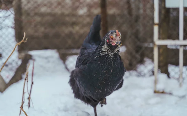 冬季在花园篱笆附近行走的黑鸡的近身特写 — 图库照片