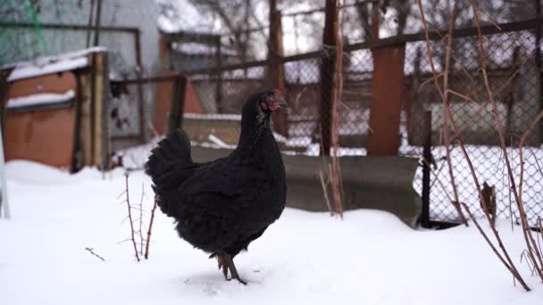 冬季在花园篱笆附近行走的黑鸡的近身特写 — 图库视频影像