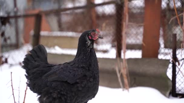 Primer Plano Pollo Negro Caminando Cerca Cerca Jardín Invierno — Vídeo de stock