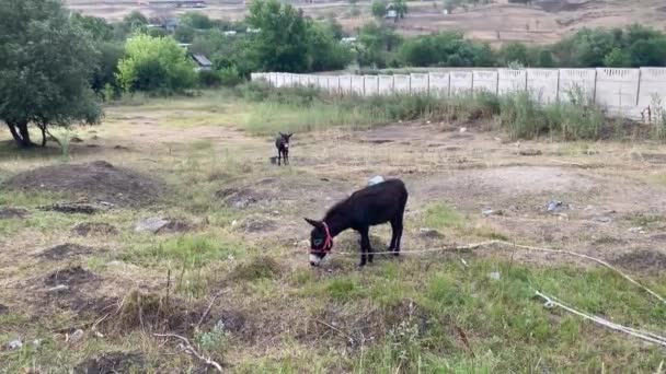 Donkeys Grazing Meadow Tethered Animals Walking Countryside — Stock Video