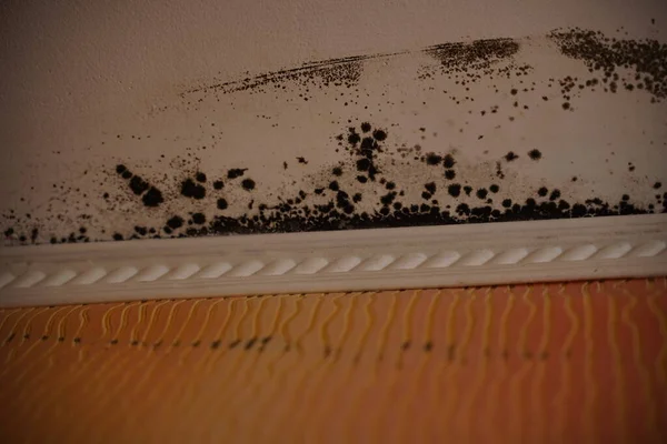 Close up of mold on white ceiling. Black fungus on ceiling and on wall under wallpaper. Concept of dangerous harm to health for human life