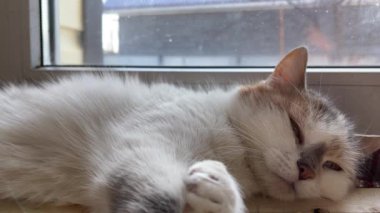 Kedi pencerenin yanında dinleniyor, evde. Tatlı kedi pencerede yatar ve sakin bir günde evde dinlenir.