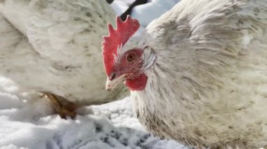 Kışın avluda yürüyen tavuklara yakın..