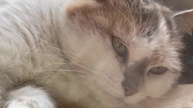Kedi eve yakın dinleniyor. Tatlı kedi pencerede yatar ve sakin bir günde evde dinlenir..