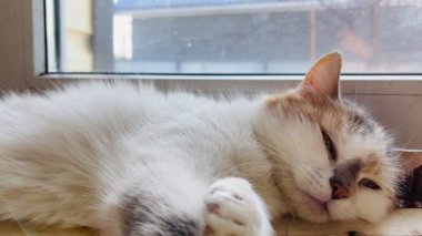 Kedi pencerenin yanında dinleniyor, evde. Tatlı kedi pencerede yatar ve sakin bir günde evde dinlenir.