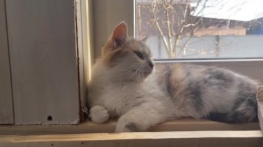 Kedi evdeki pencerenin yanında dinleniyor. Tatlı kedi pencerede yatar ve sakin bir günde evde dinlenir..