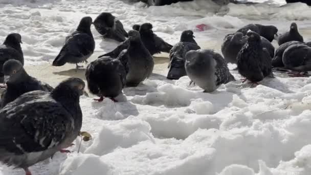 Kış Mevsiminde Sokaktaki Güvercinleri Kapatın Kışın Yiyecek Aramak Için Yerde — Stok video