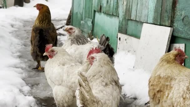 冬の中庭を歩く鶏のクローズアップ — ストック動画