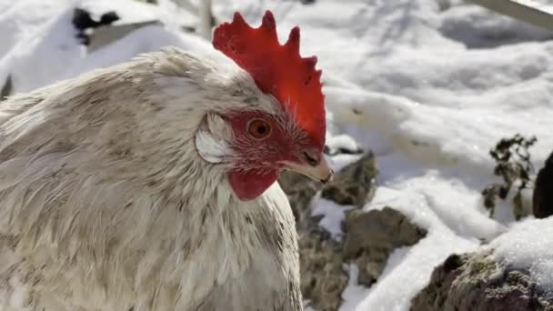 Gros Plan Poulet Marchant Dans Cour Hiver — Video