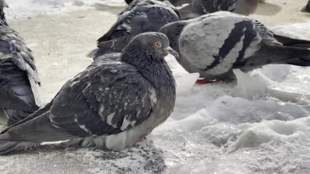 冬の季節には通りにハトを閉じます 冬に食料を求めて地上を歩く鳥の群れ — ストック動画