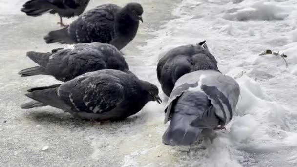 Galambok Közelednek Utcára Téli Szezonban Madárcsorda Akik Télen Földön Járnak — Stock videók