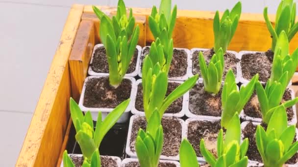 Close Seedlings Small Containers Hyacinth Saplings Plastic Trays Concept Gardening — Stock Video