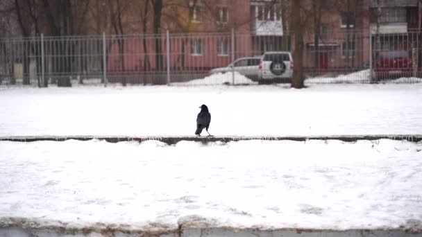 Cuervo Negro Sentado Acera Mirando Alrededor Temporada Invierno Pájaro Vuela — Vídeos de Stock