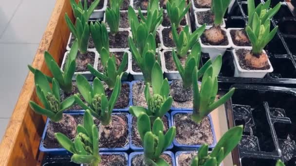 Uzavření Sazenic Malých Nádobách Hyacintové Stromky Plastových Táccích Koncepce Zahradničení — Stock video