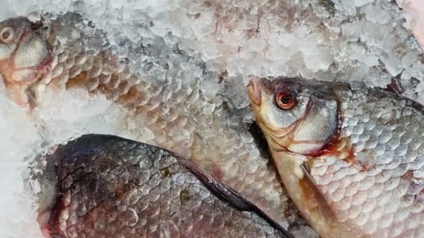 新鮮な魚を氷の中で閉じます 氷を砕いた透明な氷のスーパーマーケットのカウンターの上に横たわる魚の寒さ — ストック動画