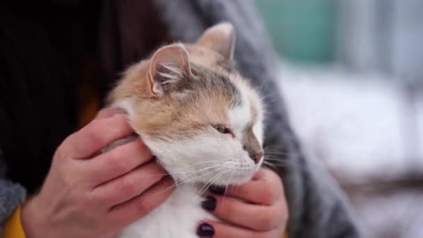 Aproape Pisica Domestică Mâinile Unei Femei Nerecunoscut Unknown Accident Vascular — Videoclip de stoc