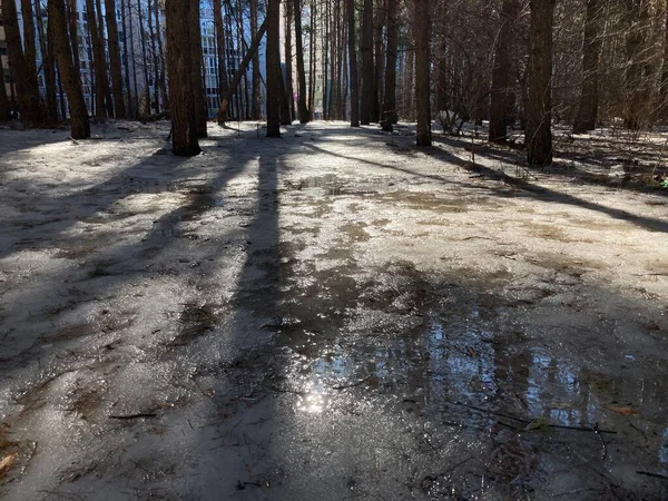 Close up of puddle and dirty ground in early spring. Concept of dirty and slushy weather