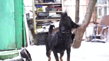 Avluda zincirlenmiş büyük siyah köpeğe yaklaş. Tatlı bekçi köpeği, temiz havada karlı havada kuyruğunu sallıyor. Yavaş çekim