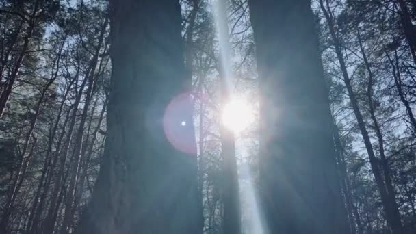 Mladá Žena Šedém Kabátě Hledící Stromu Lese Hezká Fena Skrývající — Stock video