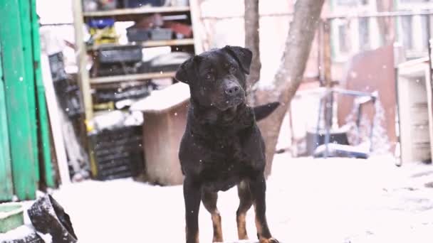 中庭でチェーン上の大きな黒い犬の閉じるまで 新鮮な空気で雪の天気の中でかわいい番人がその尾を振って スローモーション — ストック動画