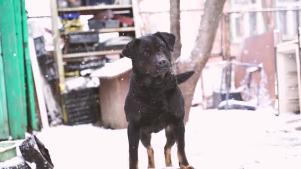 Närbild Stor Svart Hund Kedja Gården Söt Vakthund Viftar Med — Stockvideo