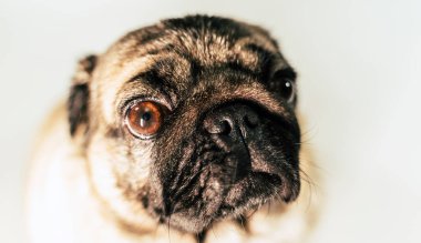 Beyaz arka planda güzel bir köpeğin portresi. Köpeğin şirin burnunu kapat.