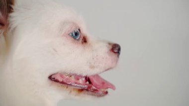 Beyaz arka planda mavi gözlü güzel beyaz Spitz 'in portresi. Şirin bir köpeğin gözlerini kapat ve ağzı açık nefes al..