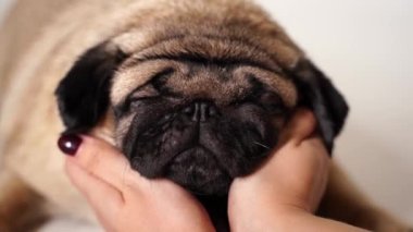 Beyaz köpek, Alman Spitz beyaz arka planda poz veriyor.