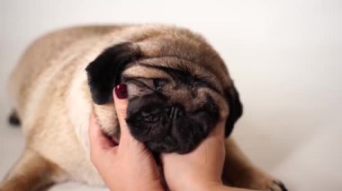 Beyaz arka planda uzanan güzel bir köpek. Bilinmeyen bir kadının elleri sevimli bir köpeği okşuyor..