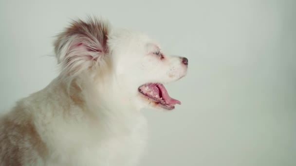 Portret Van Mooie Witte Spitz Met Blauwe Ogen Witte Achtergrond — Stockvideo