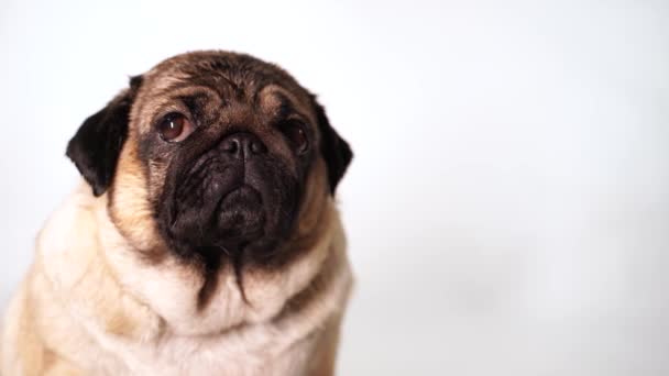 Filhote Cachorro Fundo Branco Bonito Cão Estimação Raça Pug — Vídeo de Stock