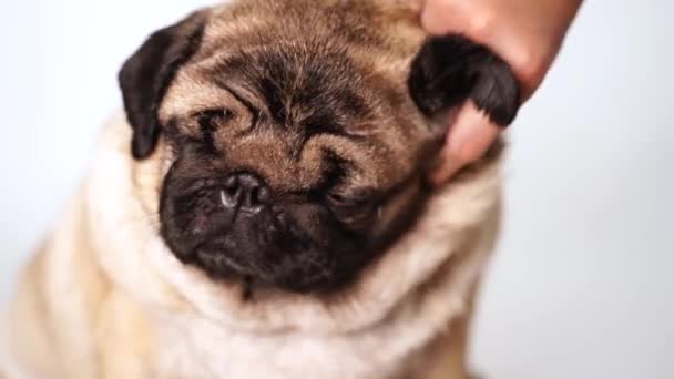 Retrato Pug Bonito Relaxado Fundo Branco Fechar Arranhões Mão Feminino — Vídeo de Stock