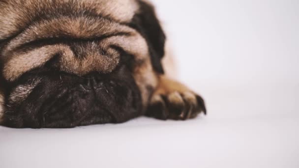 Un beau carlin triste repose sur fond blanc isolé. Mignon carlin s'endort couché sur le sol