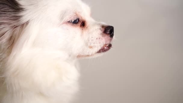 Portret Psa Profilu Biały Spitz Białym Tle — Wideo stockowe
