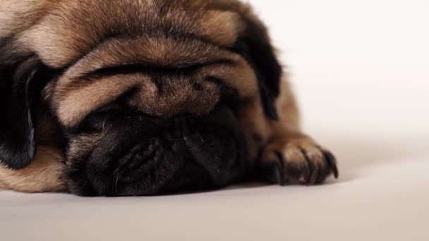 Relaxed Beautiful Pug Lying White Background Close Tired Cute Dog — Stock Video