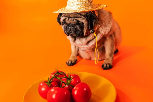 Close up of tired cute pug with red tomatoes on orange background. Relaxed dog in straw hat with vegetables after harvest. Concept of agriculture and organic food