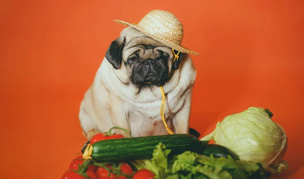 Pug farmer with organic vegetables. The dog in the straw hat with fresh harvest. Homegrown harvest.