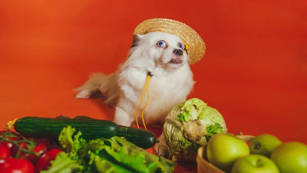 Close up of tired white spitz with tomatoes, cucumbers, lettuce and cabbage on orange background. Relaxed cute dog in straw hat with vegetables after harvest. Concept of agriculture and organic food