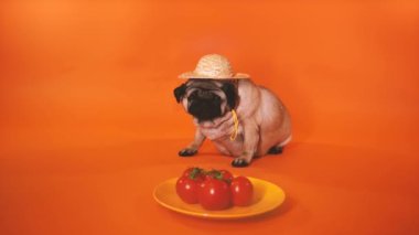 Turuncu arka planda kırmızı domatesli yorgun, sevimli köpekleri kapatın. Hasattan sonra saman şapkalı gevşek köpek ve sebze. Tarım ve organik gıda kavramı.