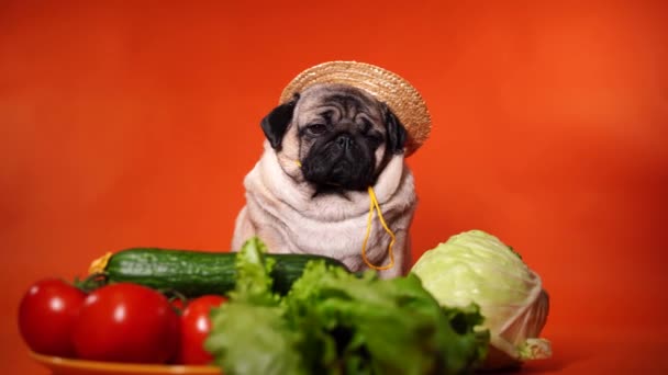 Close Tired Cute Pug Tomatoes Cucumbers Lettuce Cabbage Orange Background — Stock Video