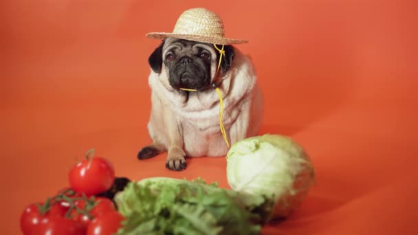 Carlino Contadino Con Verdure Biologiche Cane Col Cappello Paglia Con — Video Stock