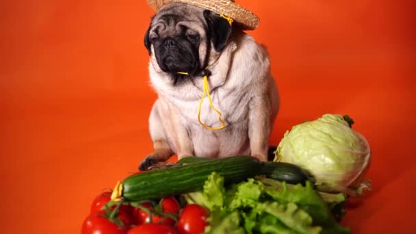 귀여운 강아지를 도마도 양배추등 오렌지 배경으로 덮는다 야채와 모자를 유기농 — 비디오