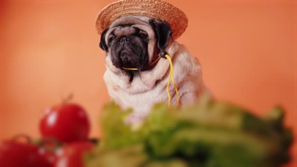 Close Tired Cute Pug Tomatoes Cucumbers Lettuce Cabbage Orange Background — Stock Video