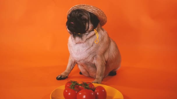 귀여운 강아지와 주황색 배경에 토마토가 클로즈업해 야채와 모자를 유기농 식품의 — 비디오