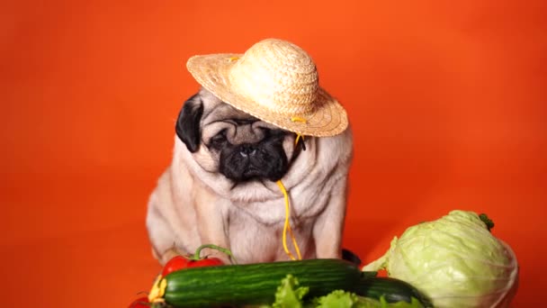 Zbliżenie Zmęczony Cute Mops Pomidorami Ogórki Sałata Kapusta Pomarańczowym Tle — Wideo stockowe