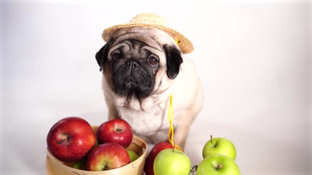 オレンジの背景に赤と緑のりんごで疲れたかわいいパグを閉じます 収穫後の果物とわらの帽子でリラックスした犬 農業と有機食品の概念 — ストック動画