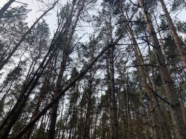 Ormandaki devrilmiş ağacın yakınında. İnsan hayatı ve sağlığı için tehlike kavramı