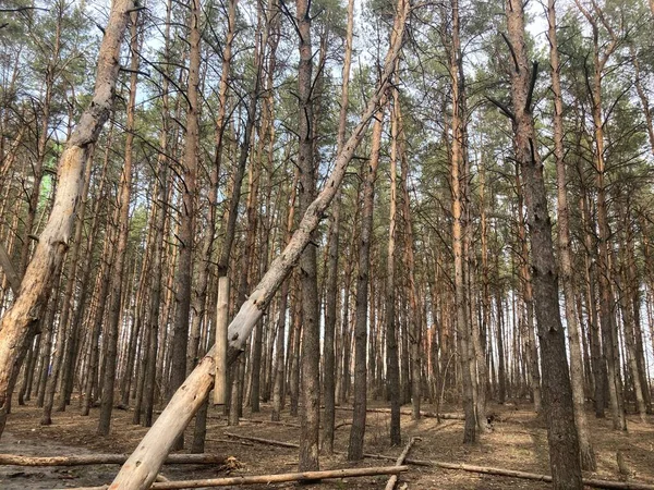 Dekat Pohon Tumbang Hutan Konsep Bahaya Bagi Kehidupan Dan Kesehatan — Stok Foto