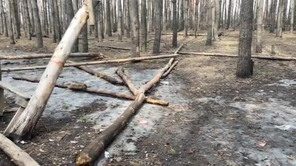 Avvicinamento Dell Albero Caduto Nella Foresta Concetto Pericolo Vita Salute — Video Stock